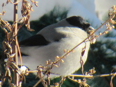 Pyrrhula pyrrhula cineracea