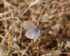 Zizina otis labradus