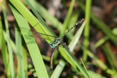 Austrogomphus ochraceus