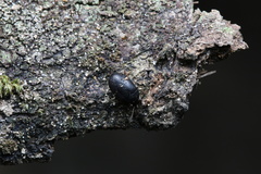 Platydema