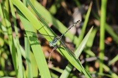 Austrogomphus ochraceus