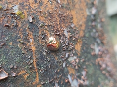 Aspidimorpha furcata