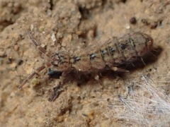 Isotomurus