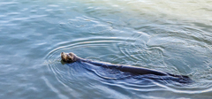 Zalophus californianus