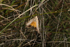 Ophiusa disjungens