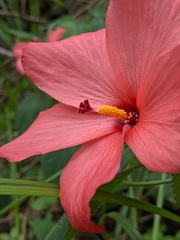 Abelmoschus moschatus tuberosus