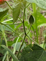 Abelmoschus moschatus tuberosus