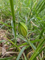 Abelmoschus moschatus tuberosus