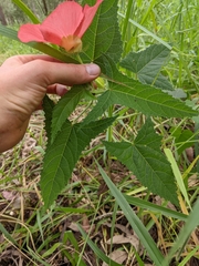 Abelmoschus moschatus tuberosus