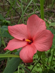 Abelmoschus moschatus tuberosus