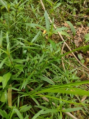 Alternanthera denticulata