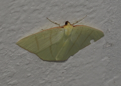 Ourapteryx incaudata