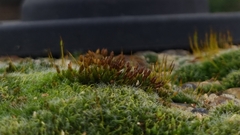 Orthotrichum anomalum