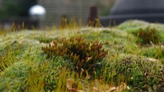 Orthotrichum anomalum