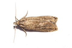 Anisoplaca ptyoptera