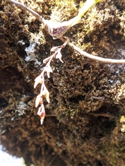 Bulbophyllum reptans