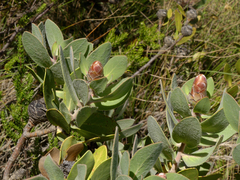Protea punctata