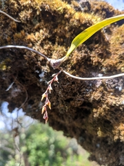Bulbophyllum reptans