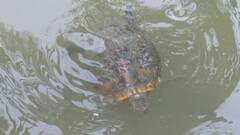 Trachemys scripta