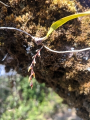 Bulbophyllum reptans