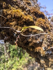 Bulbophyllum reptans
