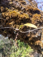Bulbophyllum reptans