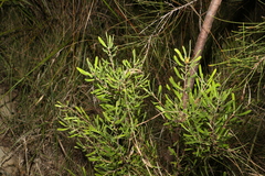 Persoonia sericea