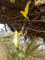 Bulbophyllum reptans