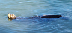 Zalophus californianus