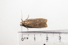 Anisoplaca ptyoptera