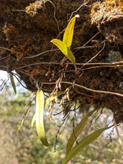 Bulbophyllum reptans