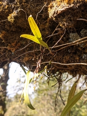 Bulbophyllum reptans