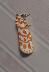 Nephelomilta effracta