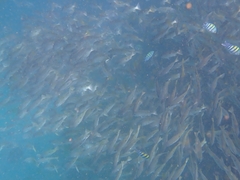 Lutjanus ehrenbergii