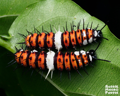 Cethosia penthesilea