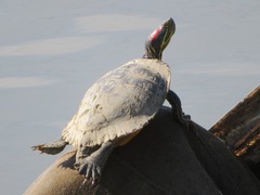 Trachemys scripta elegans