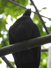 Ducula whartoni