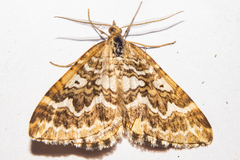 Asaphodes clarata