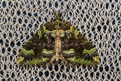 Austrocidaria callichlora