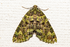 Austrocidaria callichlora