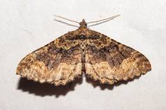 Austrocidaria cedrinodes