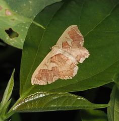 Zythos turbata
