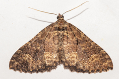 Austrocidaria cedrinodes