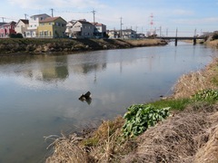 Trachemys scripta elegans