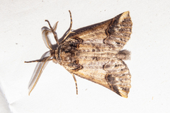 Declana junctilinea