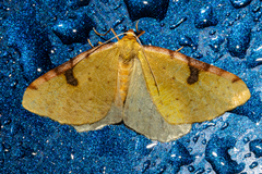 Epiphryne xanthaspis