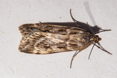 Eudonia cyptastis