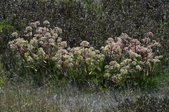 Aciphylla glacialis
