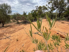 Alectryon oleifolius canescens