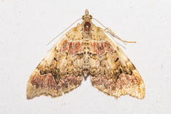 Helastia cryptica